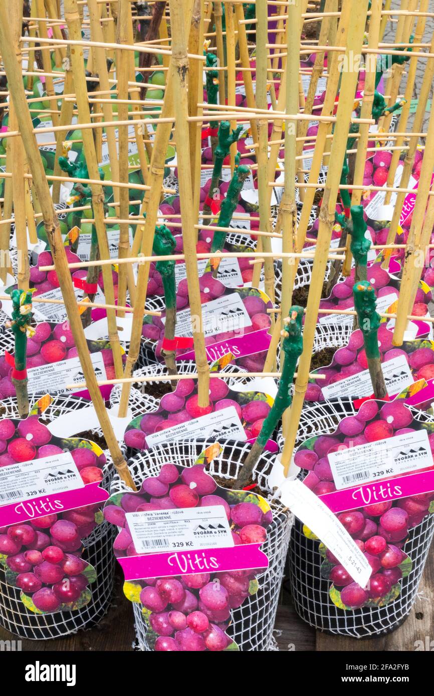 Une exposition pour la vente de Vine de raisin commun plantes Vitis Vignes dans le centre du jardin Banque D'Images