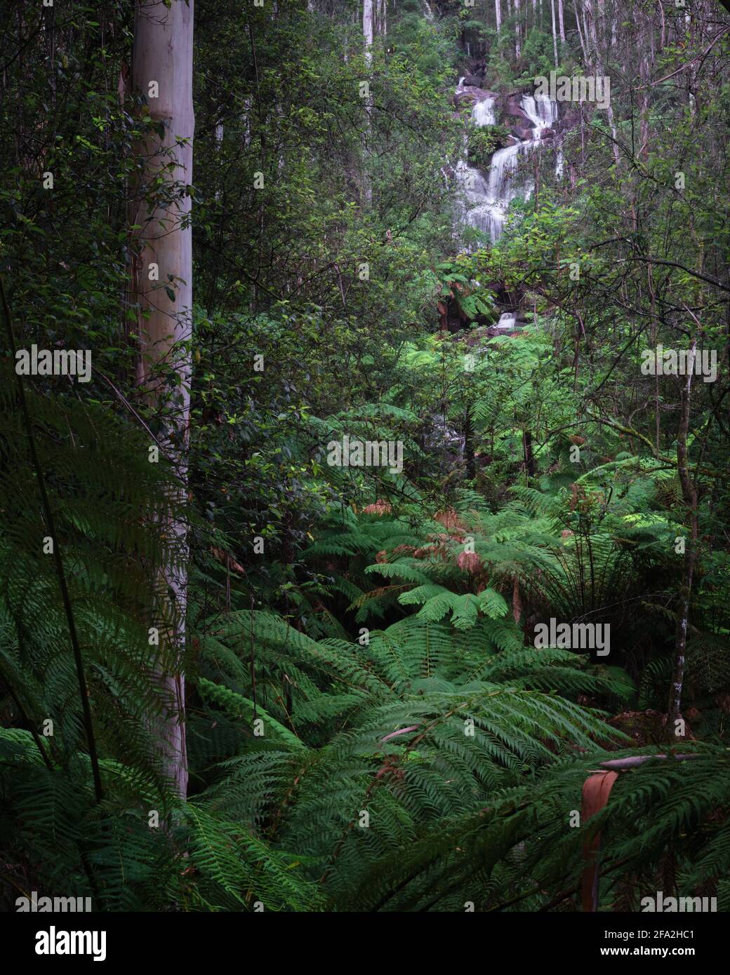 Tombe entre les Ferns Banque D'Images