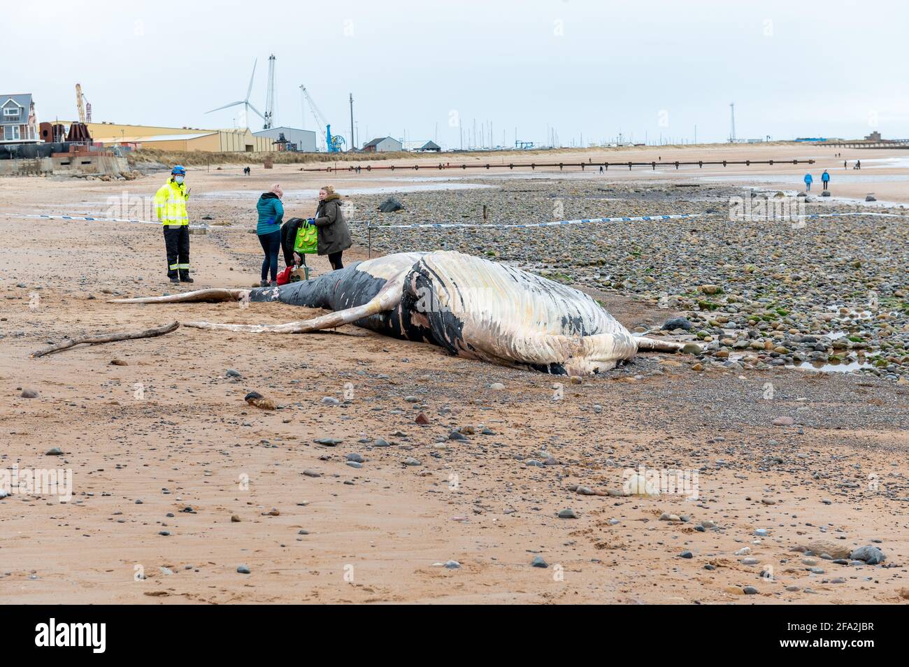 Dead Humpback Whale on South Beach, Blyth, Northumberland, Royaume-Uni Banque D'Images