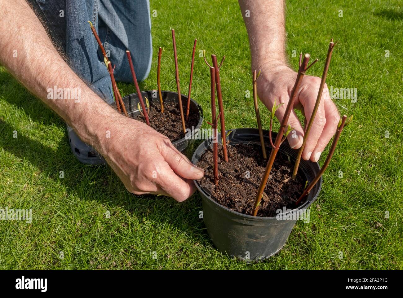 Gros plan de la plantation de l'homme prenant des boutures de bois dur cornus cultivant dans un pot de plante au printemps Angleterre Royaume-Uni GB Grande-Bretagne Banque D'Images