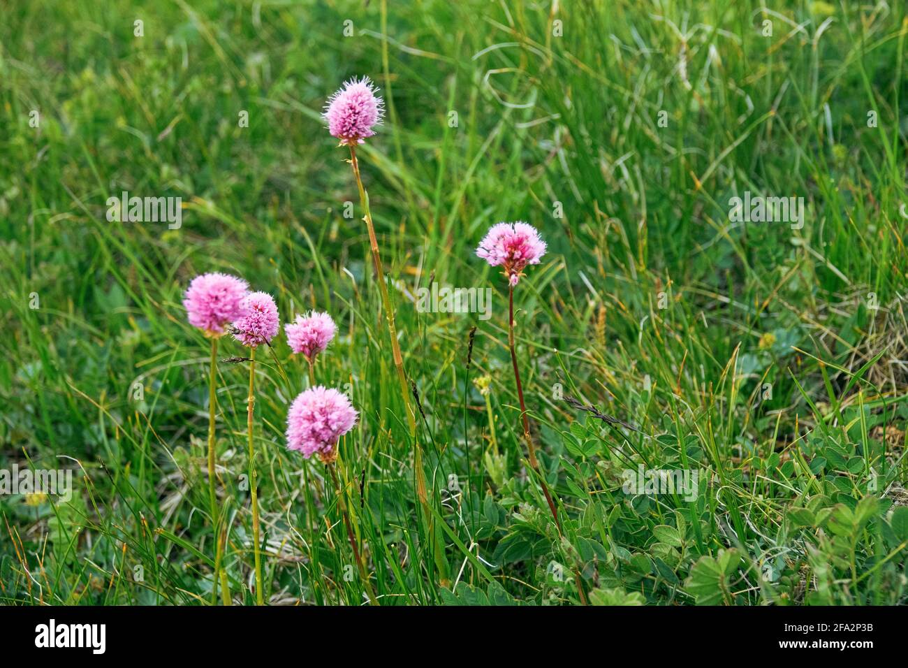Fleurs d'herbe de serpent (Seneca snakeroot). Caucase. Agent hémostatique médicinal Banque D'Images