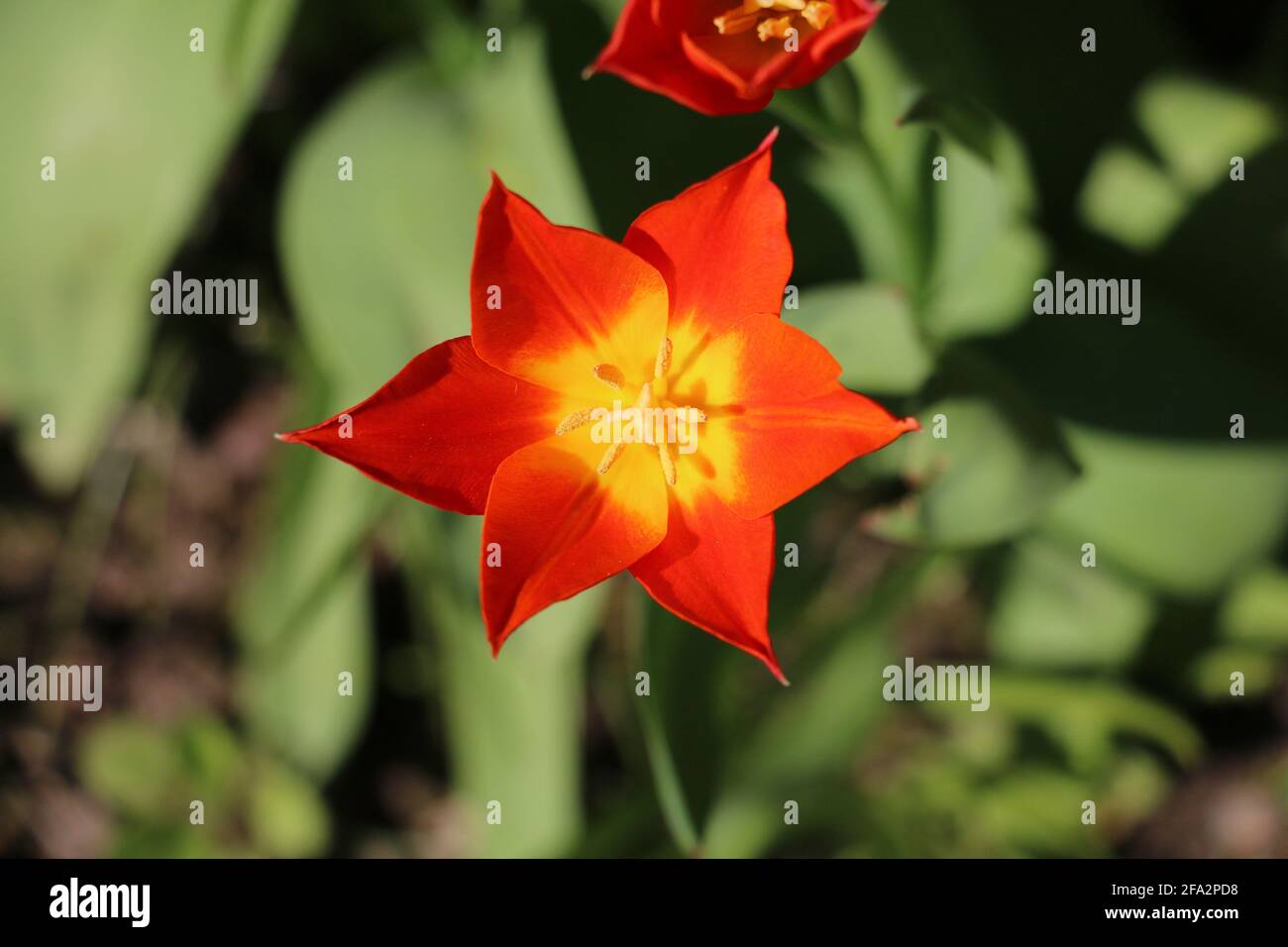 Une fleur de tulipe orange vif, Tulipa ballerina, tulipe à fleurs de  nénuphars, fleur ouverte au printemps, gros plan montrant la  stigmatisation, l'endurance et les anthères Photo Stock - Alamy