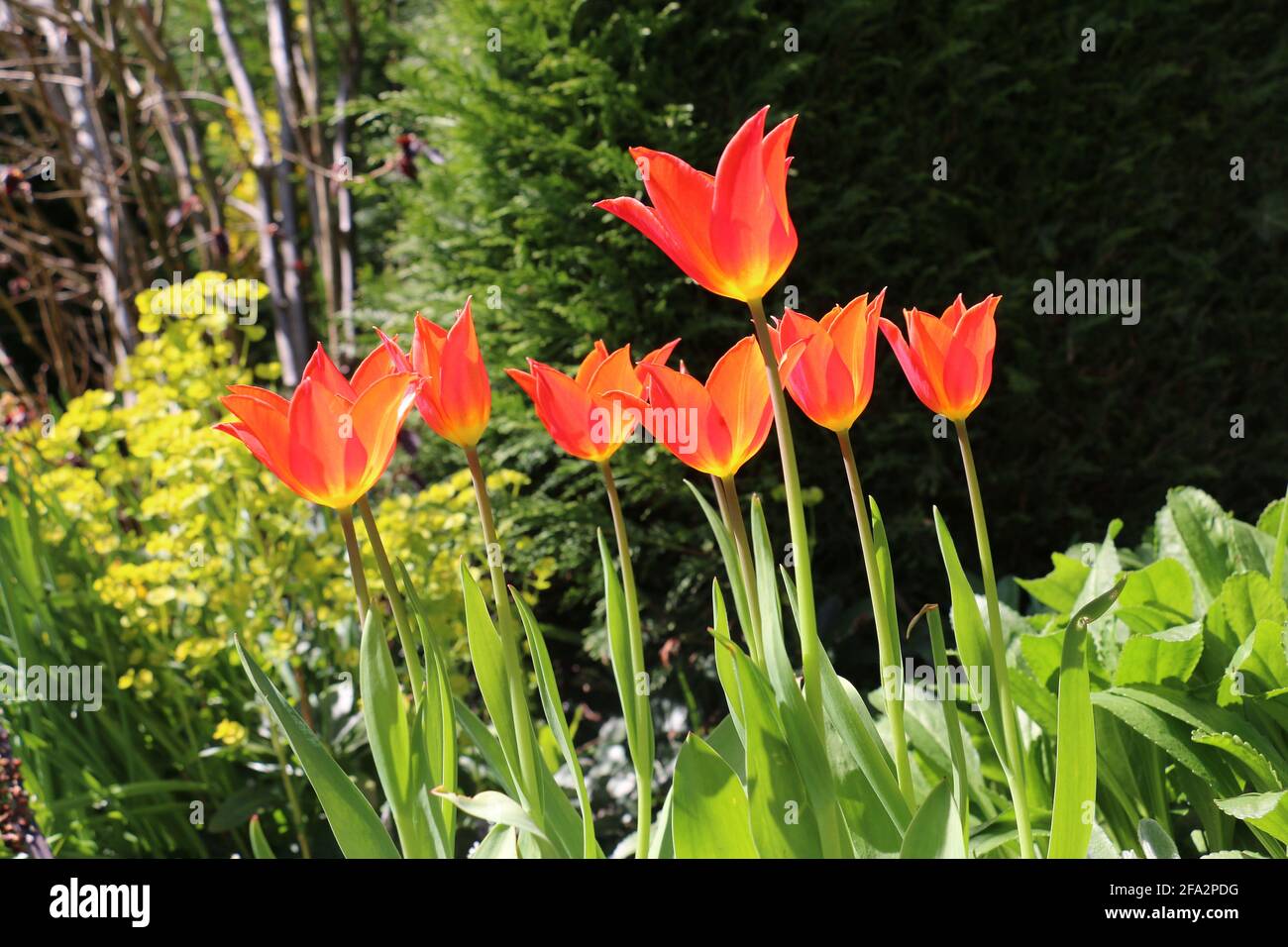 Fleurs de tulipe orange vif, Tulipa ballerina, tulipe à fleurs de nénuphars, floraison au printemps, Shropshire UK Banque D'Images