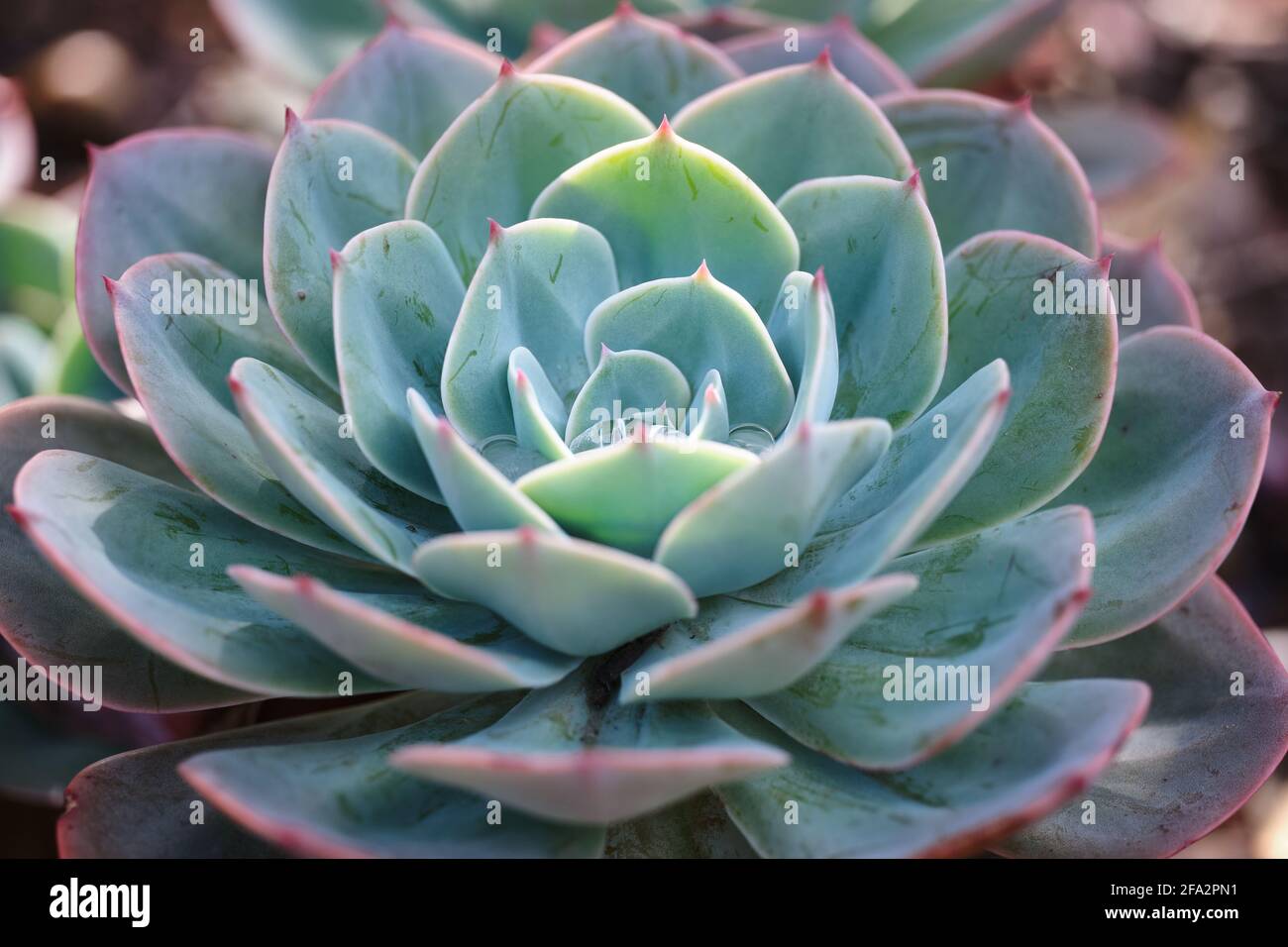 Echeveria gros plan Banque D'Images