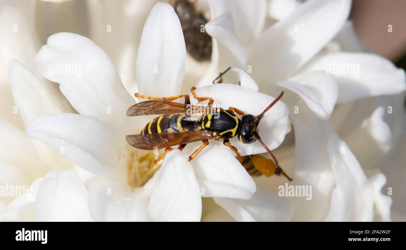 La guêpe se trouve sur une fleur blanche. Un insecte sur le sol. Banque D'Images