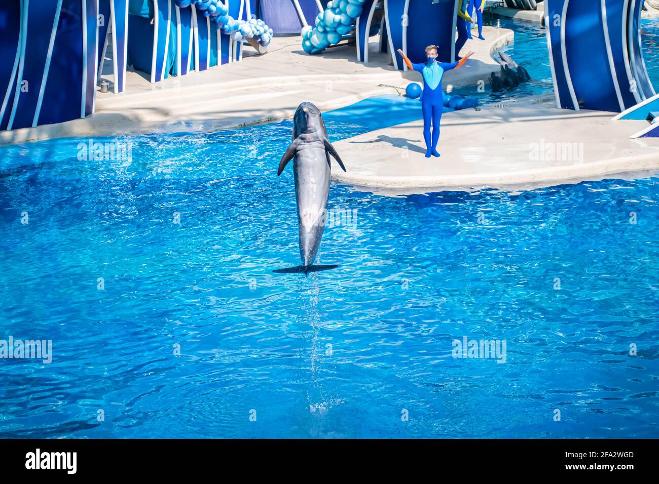 Orlando, Floride. 15 octobre 2020. Dauphins et entraîneurs à SeaWorld (6) Banque D'Images