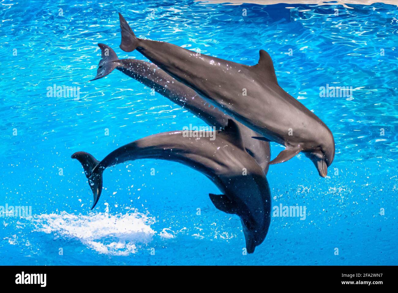 Orlando, Floride. 15 octobre 2020. Spectacle des dauphins sautant au SeaWorld (7) Banque D'Images