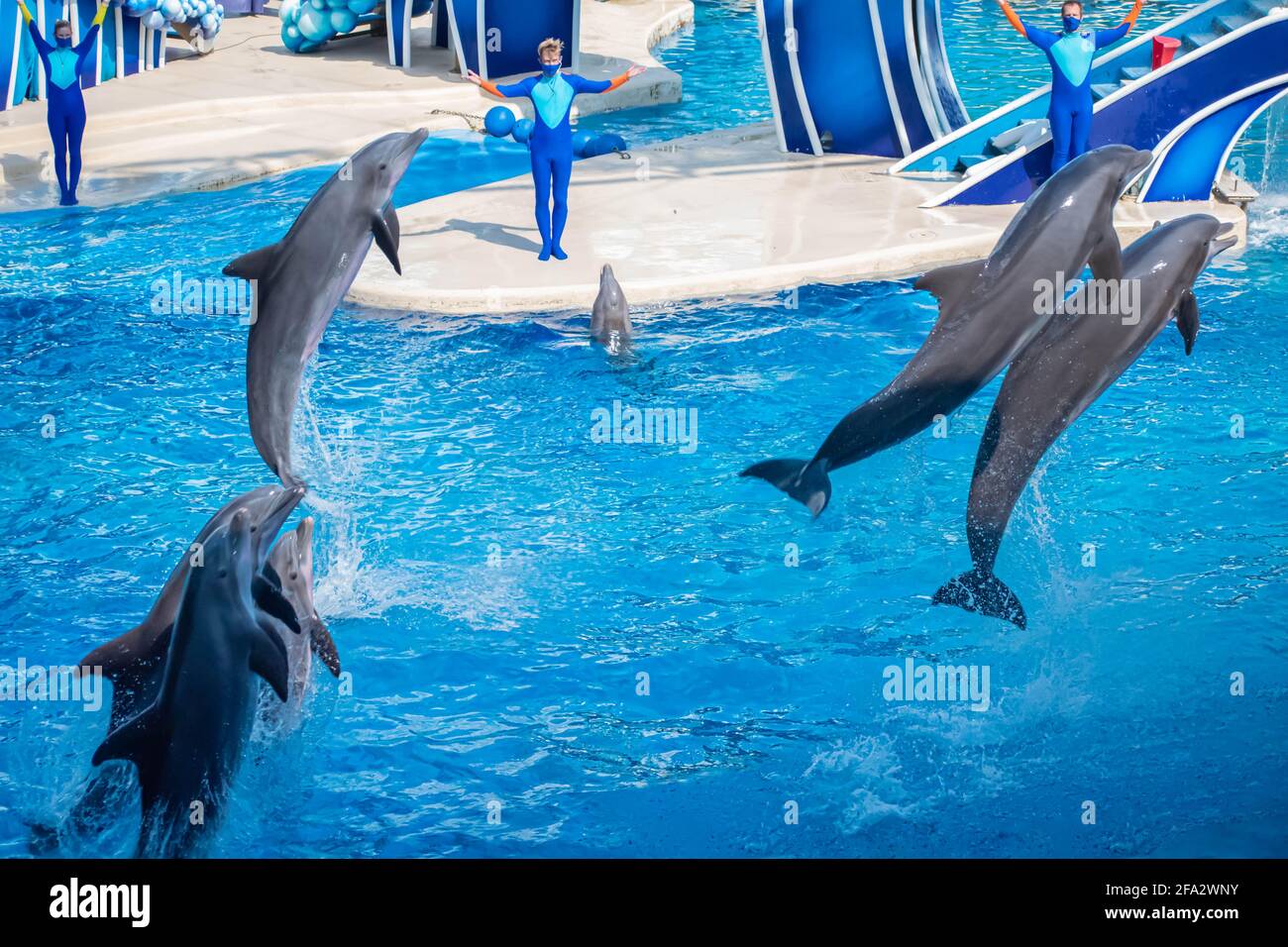 Orlando, Floride. 15 octobre 2020. Spectacle des dauphins sautant au SeaWorld (10) Banque D'Images