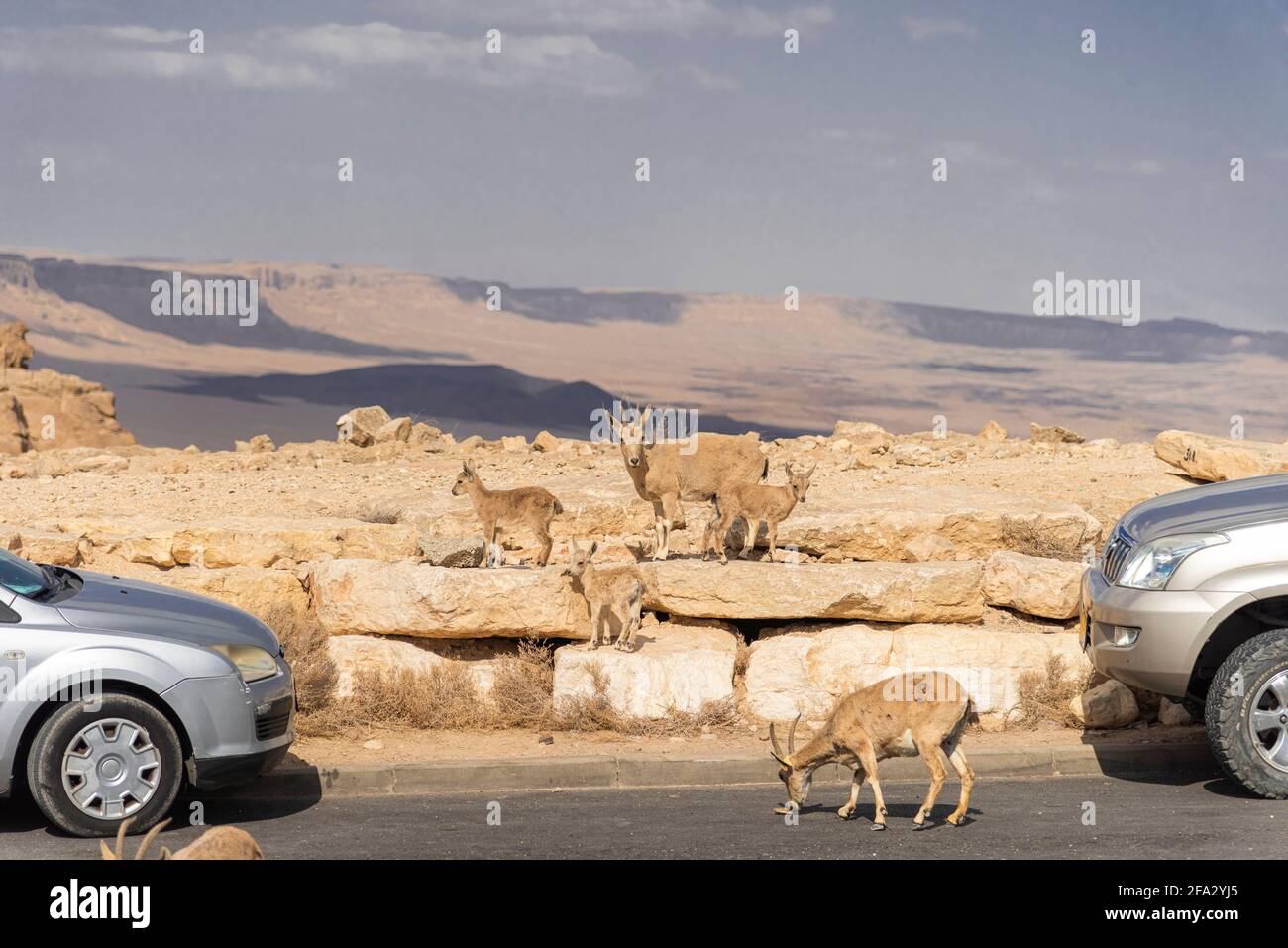 Capra ibex nubiana, famille des ibexes nubiens. Chèvres errent près des véhicules sur la route, Mitzpe Ramon . Photo de haute qualité Banque D'Images