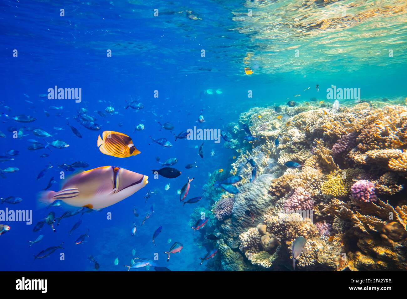 Différents poissons tropicaux sur un récif de corail dans le rouge Mer Banque D'Images