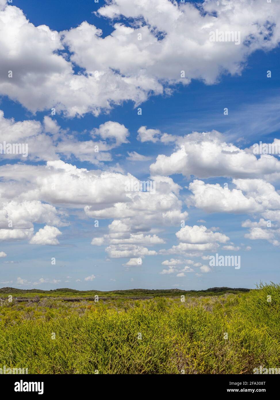 Nuages d'Altocumulus au-dessus de broussailles basses dans le Midwest de l'Australie occidentale. Banque D'Images