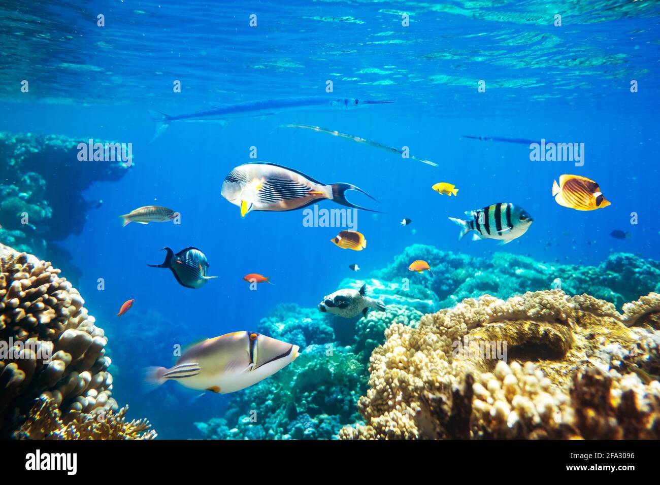 Différents poissons tropicaux sur un récif de corail dans le rouge Mer Banque D'Images