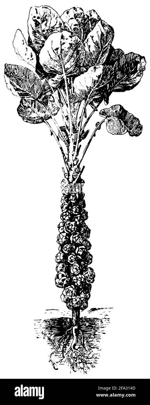 Germe de Bruxelles / Brassica oleracea var. Gemmifera / Rosenkohl (livre botanique, 1909) Banque D'Images