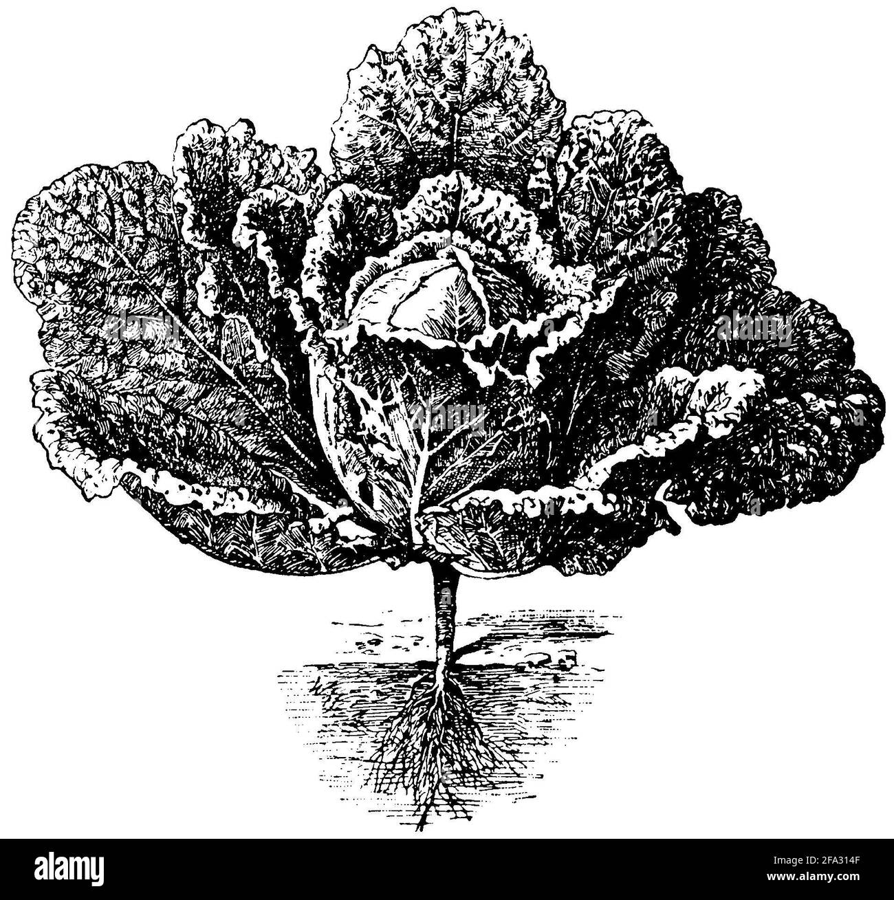 Chou de Savoie / Brassica oleracea convar. Capitata var. sabauda / Wirsing (livre botanique, 1909) Banque D'Images