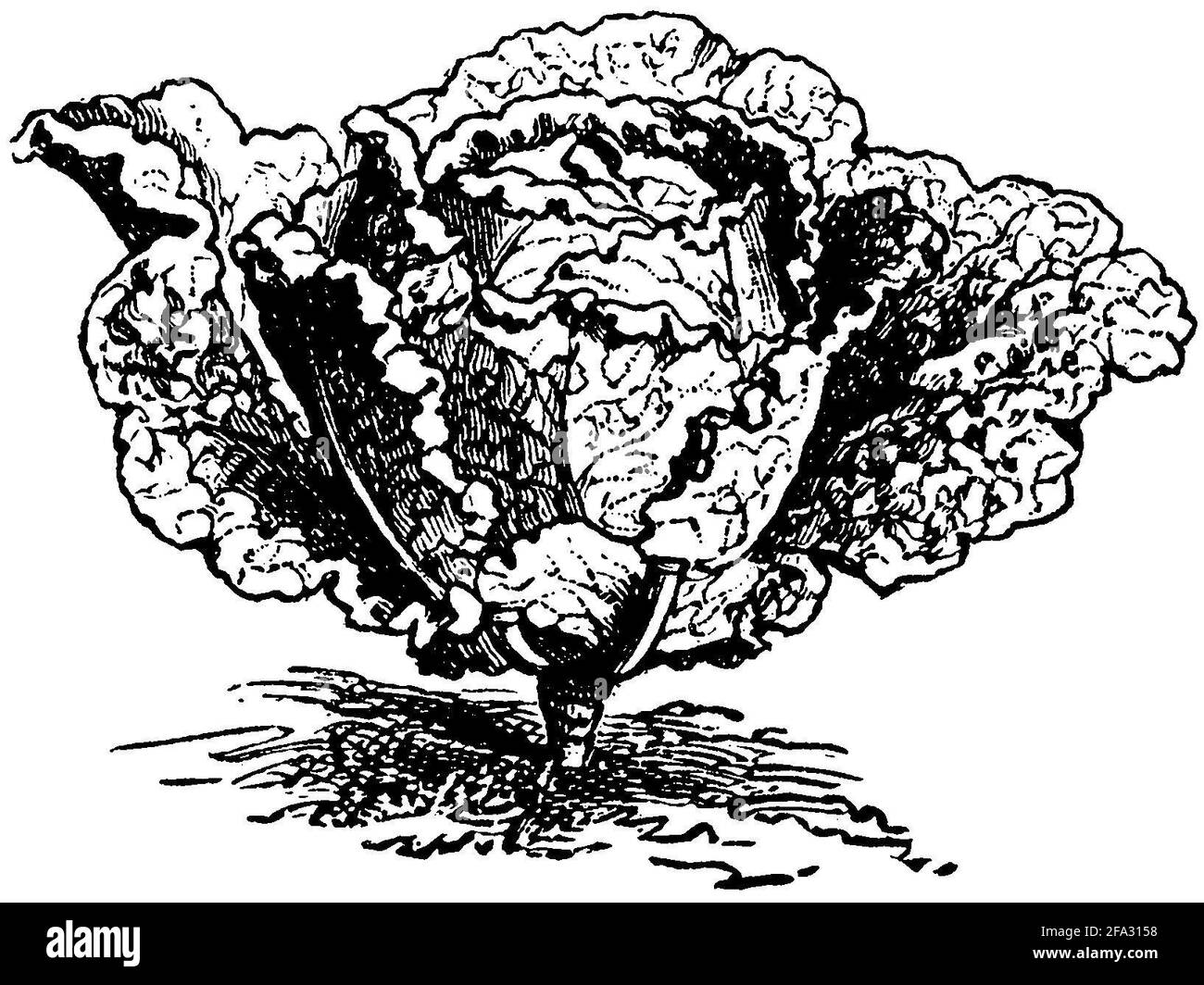 Chou de Savoie / Brassica oleracea convar. Capitata var. sabauda / Wirsing (livre agricole, 1876) Banque D'Images