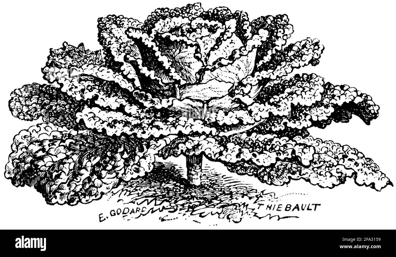 Chou de Savoie / Brassica oleracea convar. Capitata var. sabauda / Wirsing (livre agricole, 1876) Banque D'Images