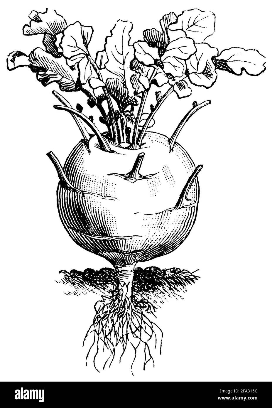 Kohlrabi / Brassica oleracea var. Gongylodes / Kohlrabi (livre agricole, 1876) Banque D'Images
