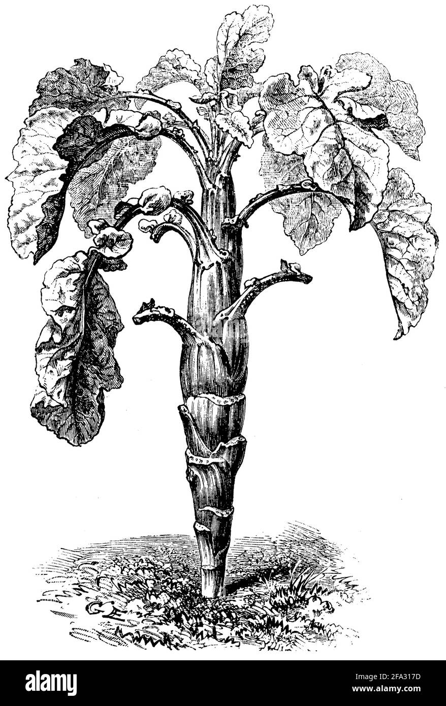 Germe de Bruxelles / Brassica oleracea var. Gemmifera / Rosenkohl (livre agricole, 1876) Banque D'Images