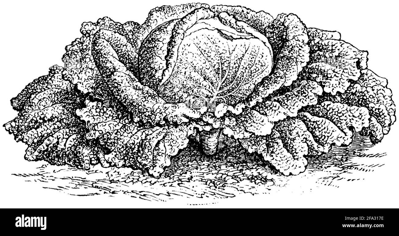 Chou de Savoie / Brassica oleracea convar. Capitata var. sabauda / Wirsing (livre agricole, 1876) Banque D'Images