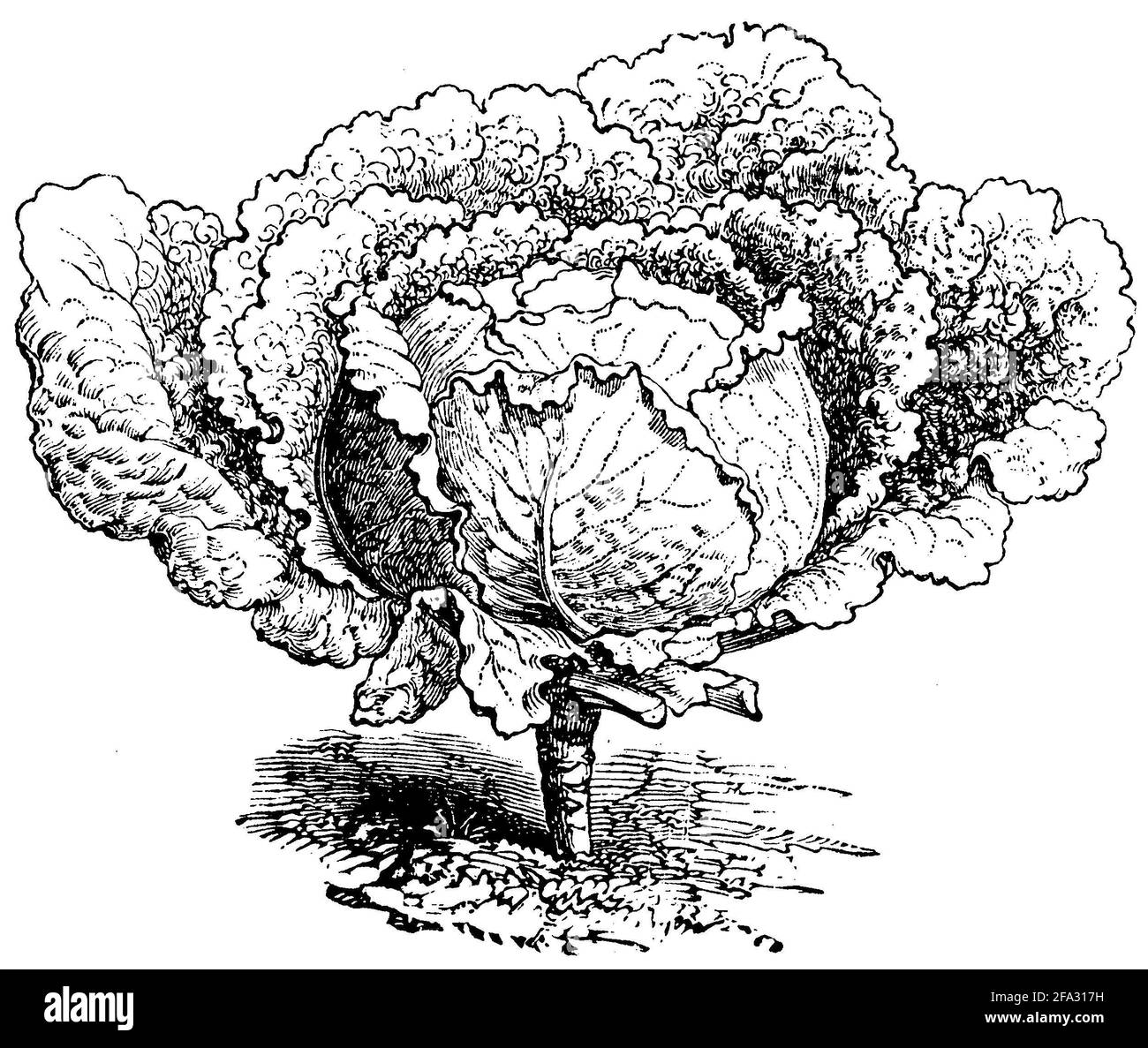 Chou de Savoie / Brassica oleracea convar. Capitata var. sabauda / Wirsing (livre agricole, 1876) Banque D'Images