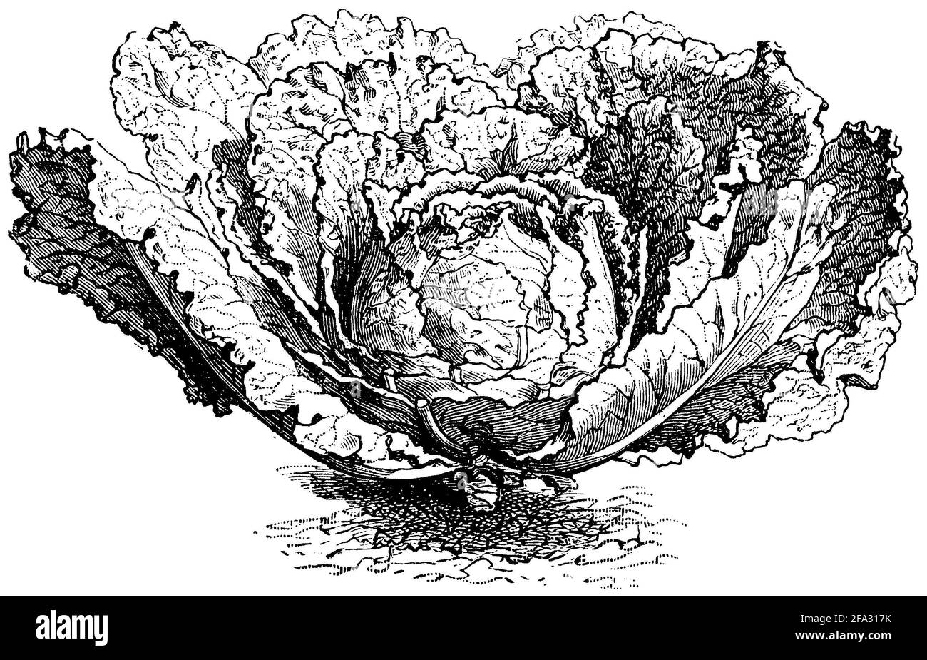 Chou de Savoie / Brassica oleracea convar. Capitata var. sabauda / Wirsing (livre agricole, 1876) Banque D'Images