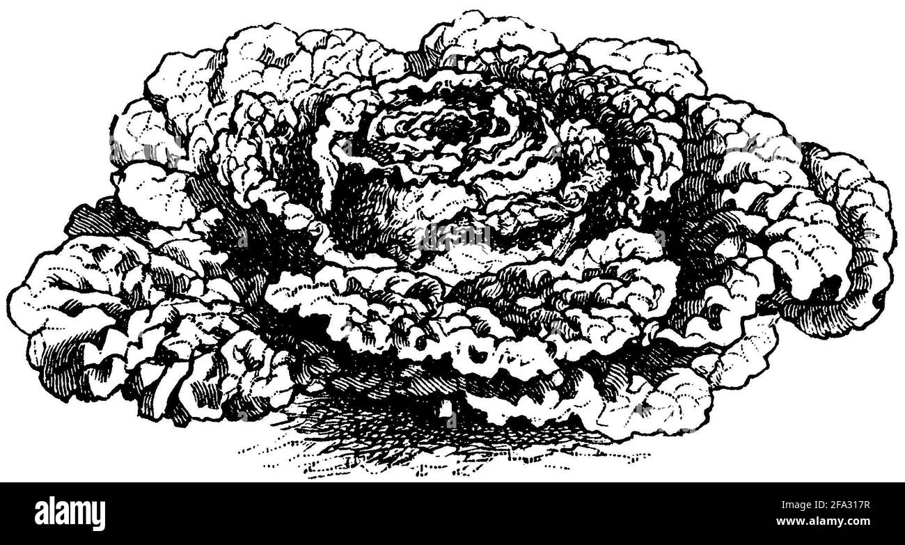 Chou de Savoie / Brassica oleracea convar. Capitata var. sabauda / Wirsing (livre agricole, 1876) Banque D'Images