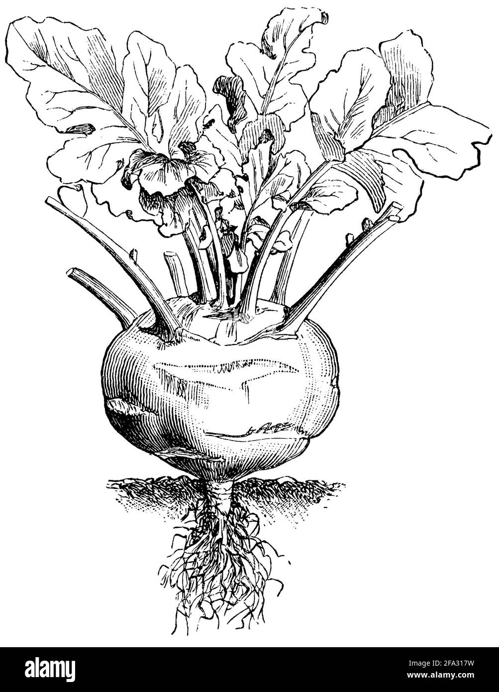 Kohlrabi / Brassica oleracea var. Gongylodes / Kohlrabi (livre agricole, 1876) Banque D'Images