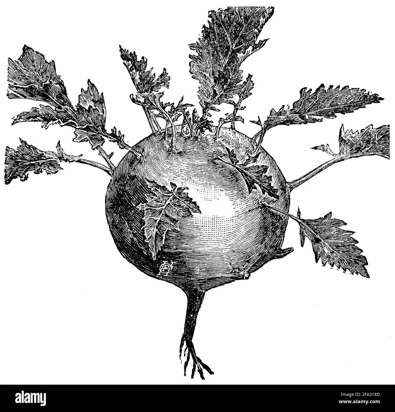 Kohlrabi / Brassica oleracea var. Gongylodes / Kohlrabi (livre de cuisine, 1904) Banque D'Images