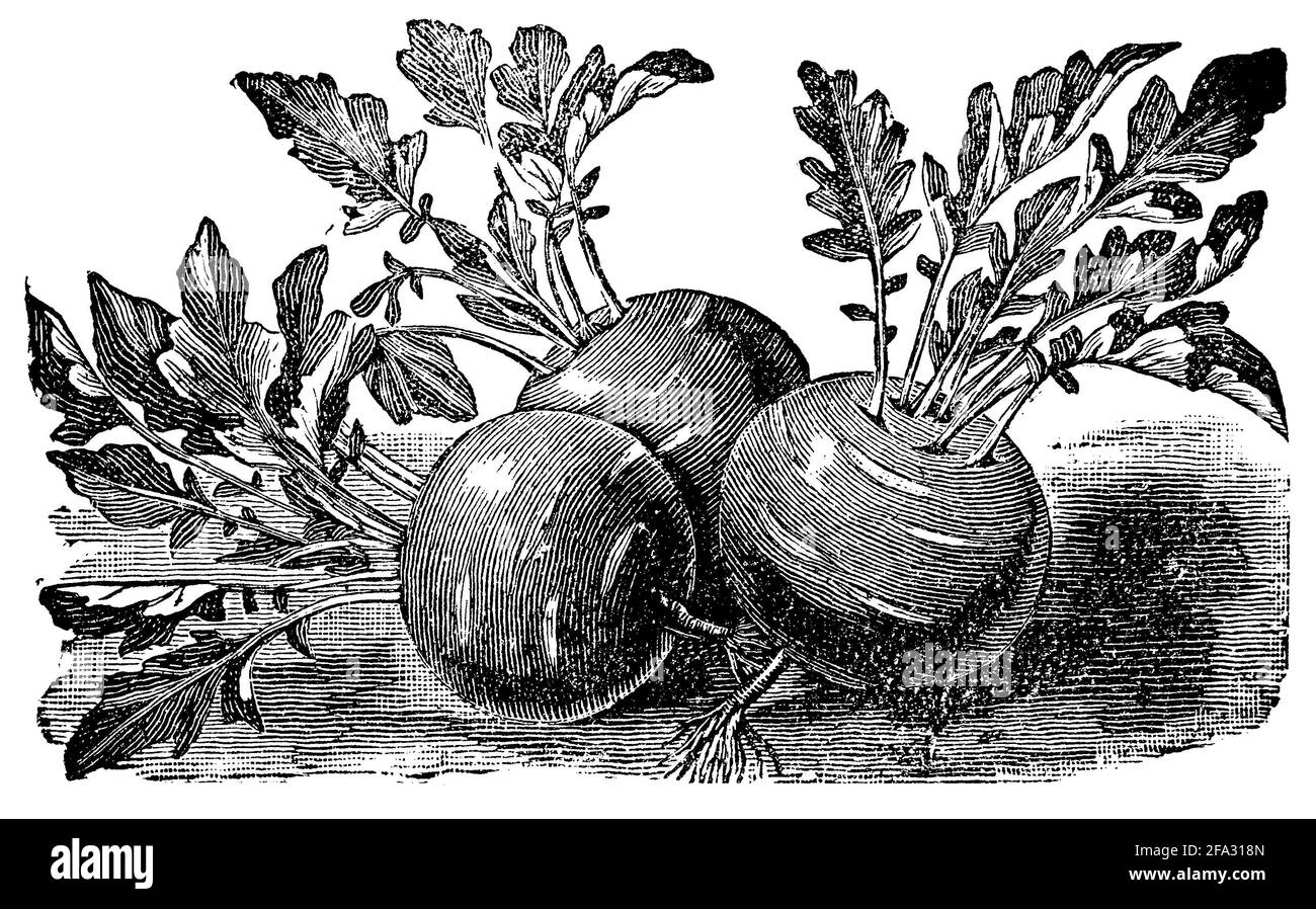 Kohlrabi / Brassica oleracea var. Gongylodes / Kohlrabi (livre de cuisine, 1904) Banque D'Images