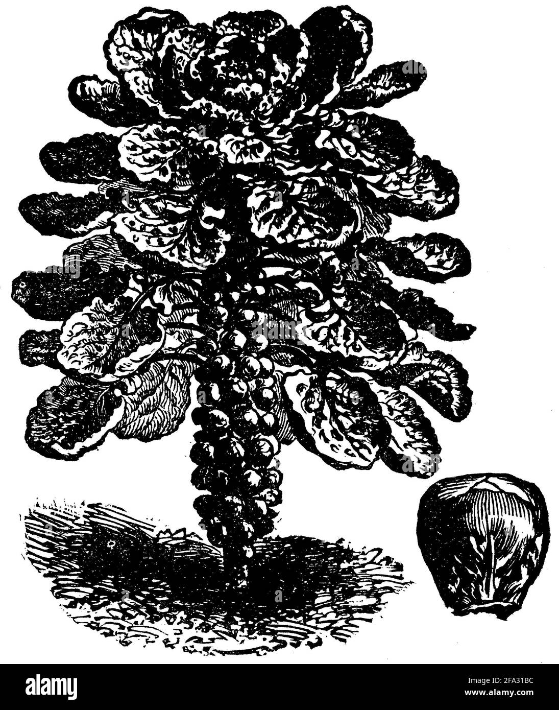 Germe de Bruxelles / Brassica oleracea var. Gemmifera / Rosenkohl (livre de cuisine, 1904) Banque D'Images