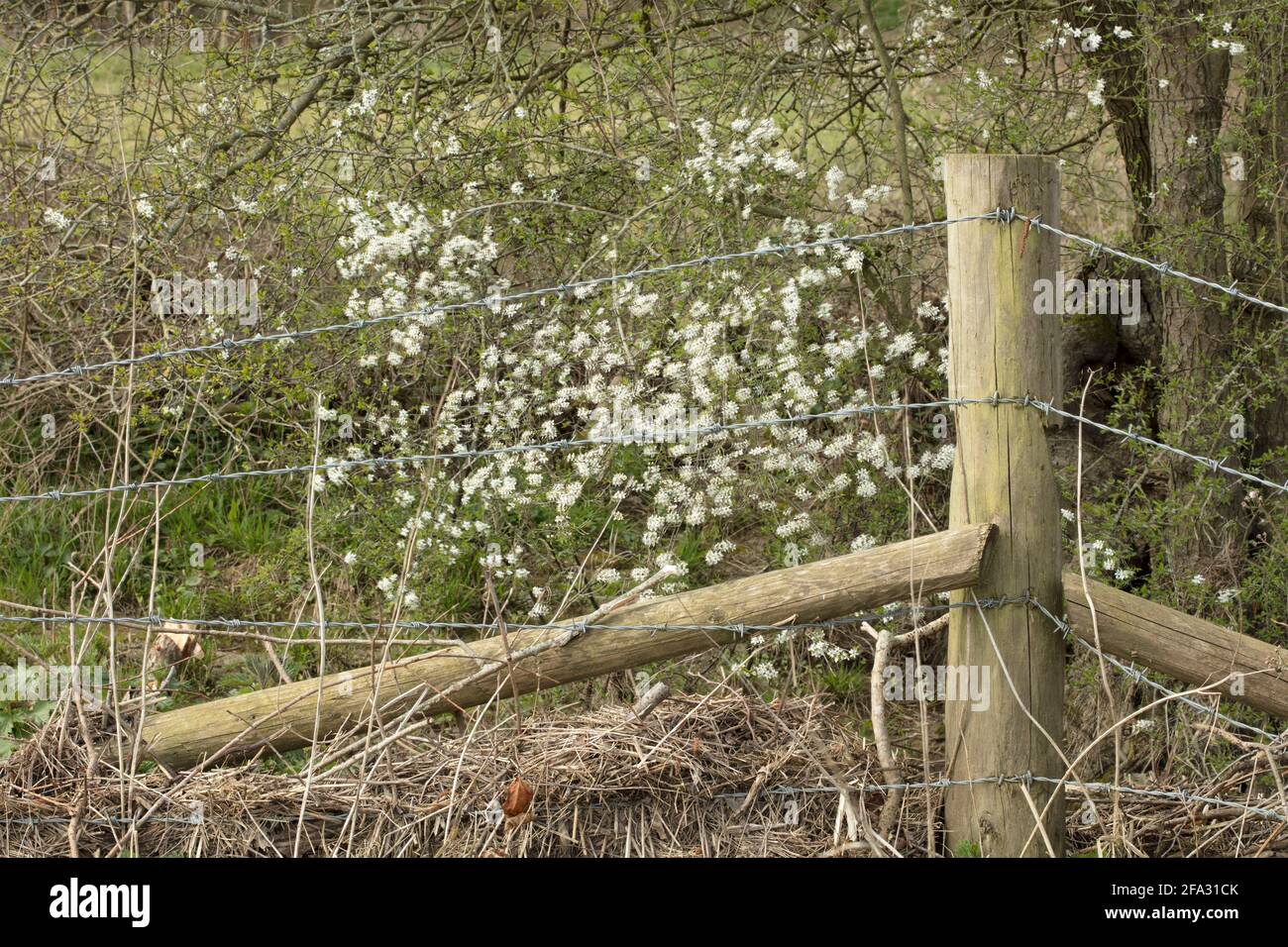 Clôture rapprochée et bretelles pour clôture barbelée sur terre agricole, hawthorne fleurit en arrière-plan révélant le printemps Banque D'Images