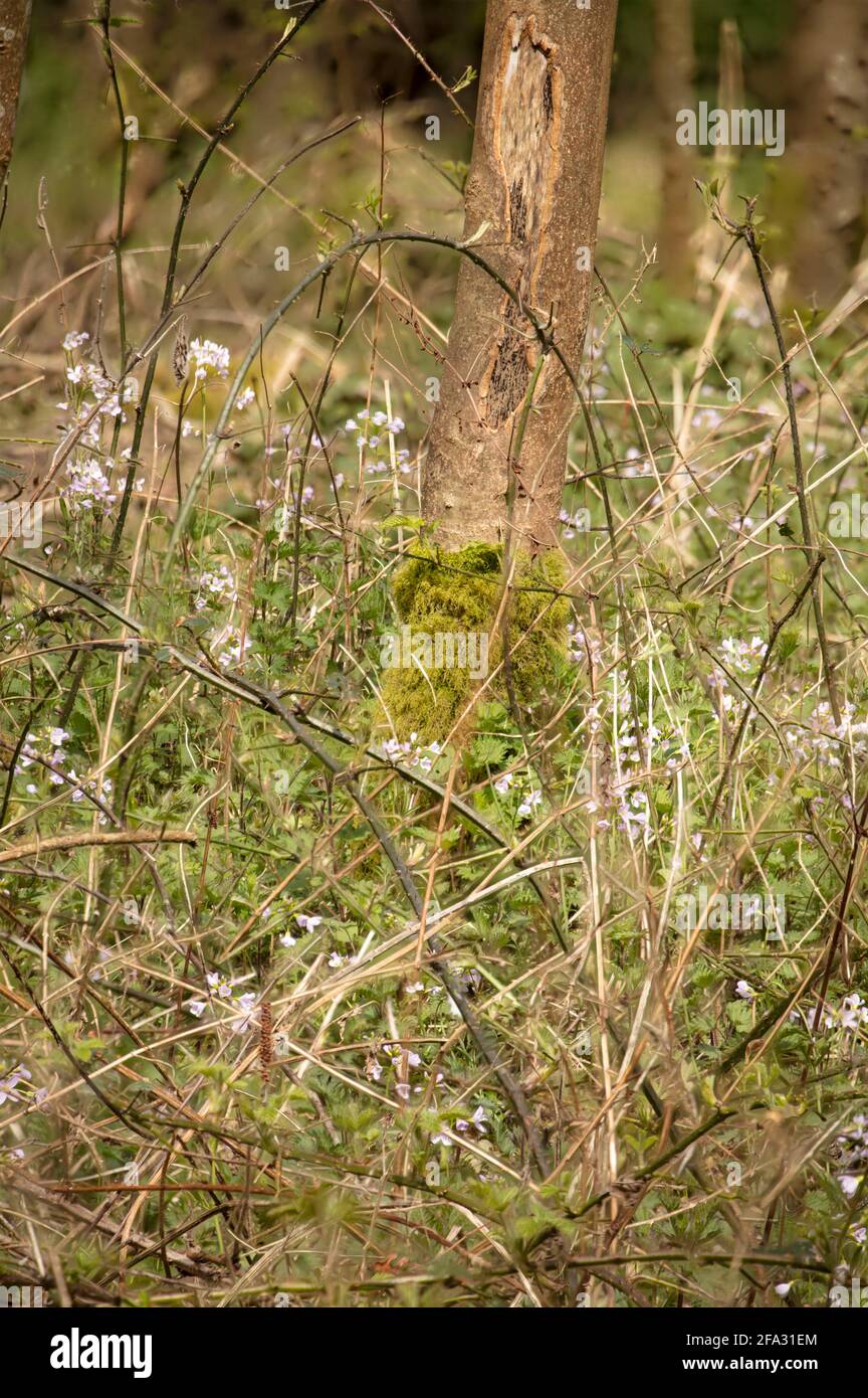 Cardamine pratensis, fleur de coucou, maque de dame, fleur de mayflower en fleur dans un printemps anglais Banque D'Images