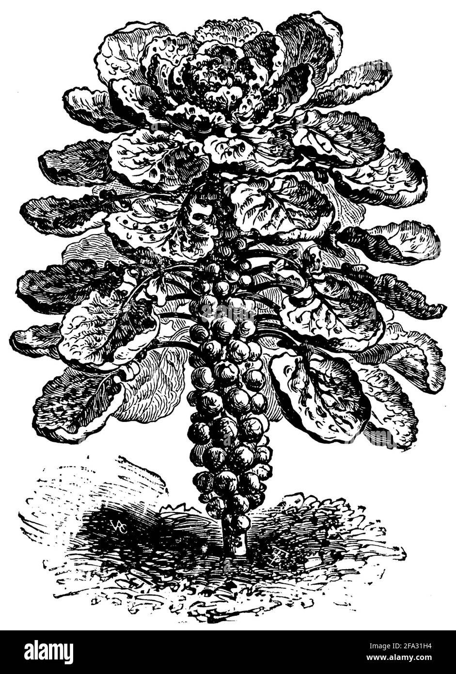 Germe de Bruxelles / Brassica oleracea var. Gemmifera / Rosenkohl (livre de jardin, 1911) Banque D'Images