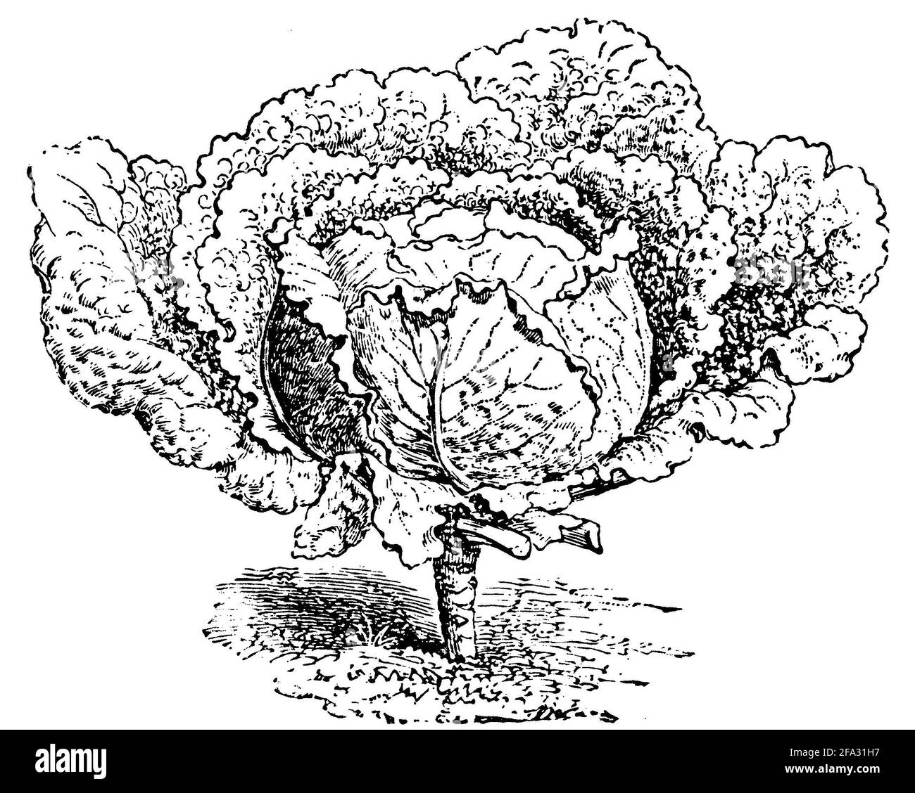 Chou de Savoie / Brassica oleracea convar. Capitata var. sabauda / Wirsing (livre de jardin, 1911) Banque D'Images