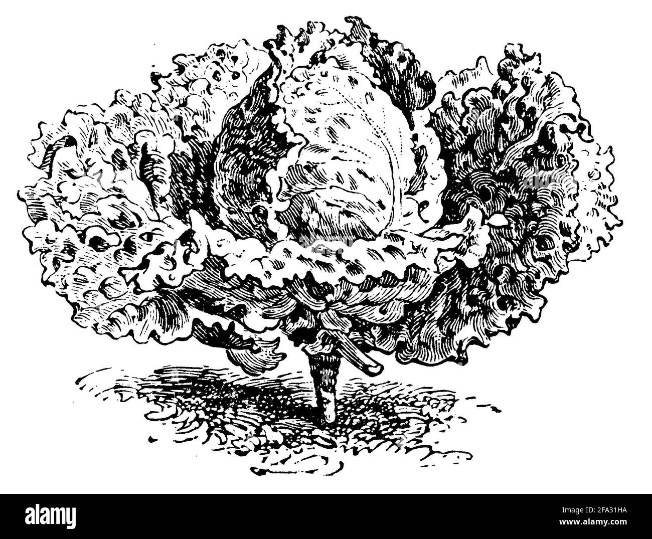 Chou de Savoie / Brassica oleracea convar. Capitata var. sabauda / Wirsing (livre de jardin, 1911) Banque D'Images