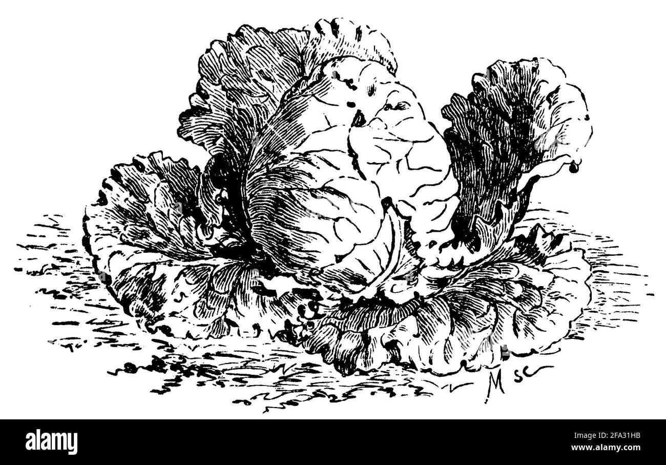 Chou de Savoie / Brassica oleracea convar. Capitata var. sabauda / Wirsing (livre de jardin, 1911) Banque D'Images