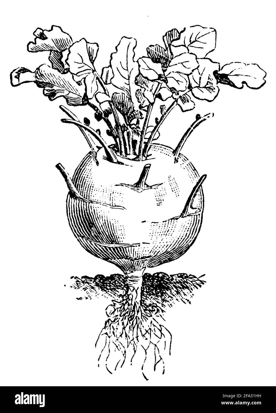 Kohlrabi / Brassica oleracea var. Gongylodes / Kohlrabi (livre de jardin, 1911) Banque D'Images