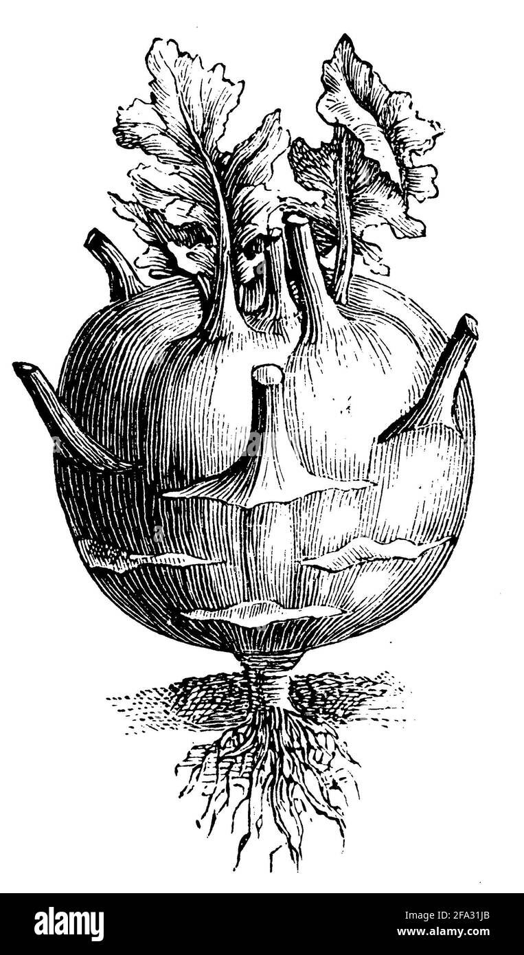 Kohlrabi / Brassica oleracea var. Gongylodes / Kohlrabi (livre de jardin, 1911) Banque D'Images