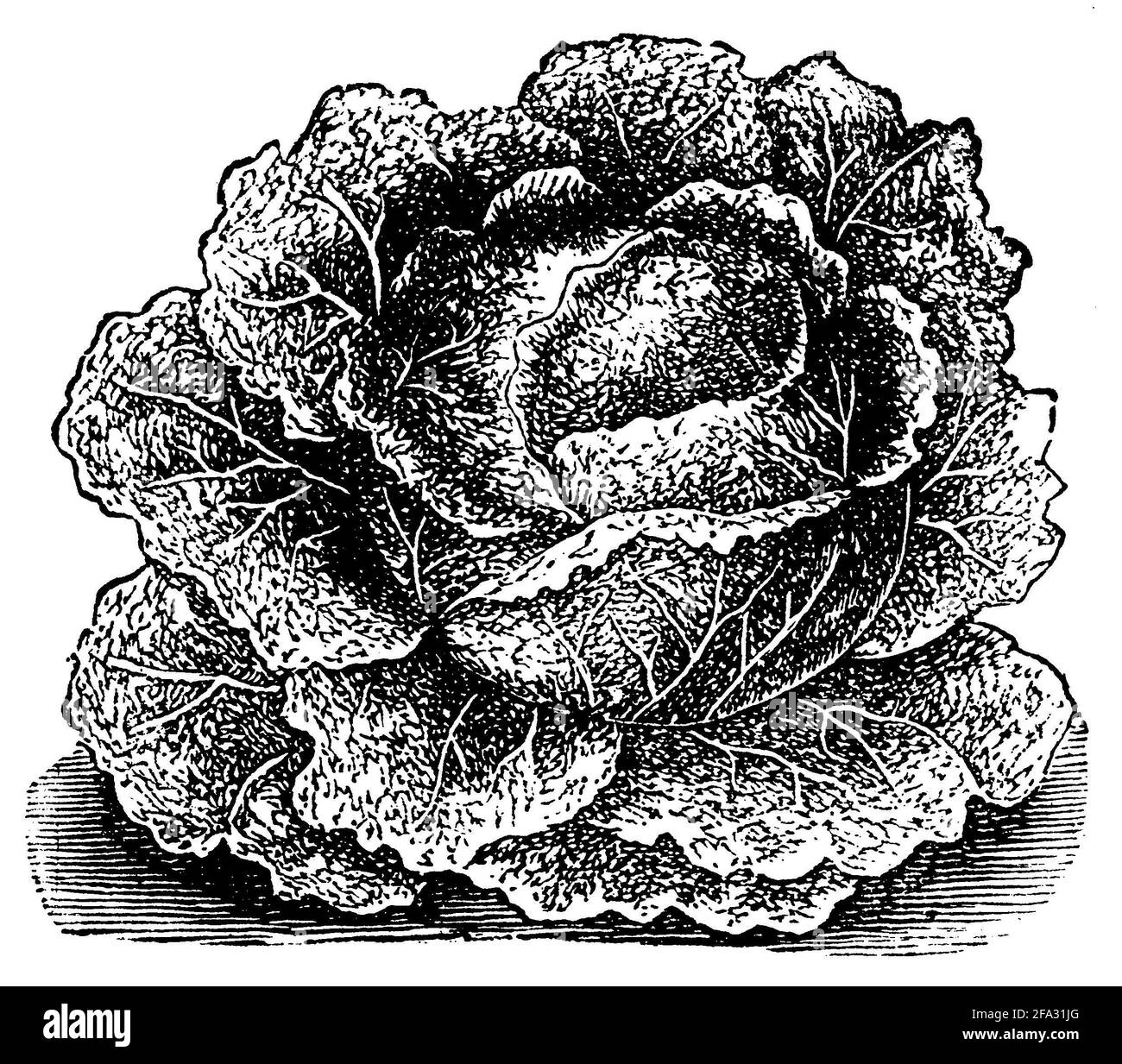 Chou de Savoie / Brassica oleracea convar. Capitata var. sabauda / Wirsing (livre de cuisine, 1901) Banque D'Images