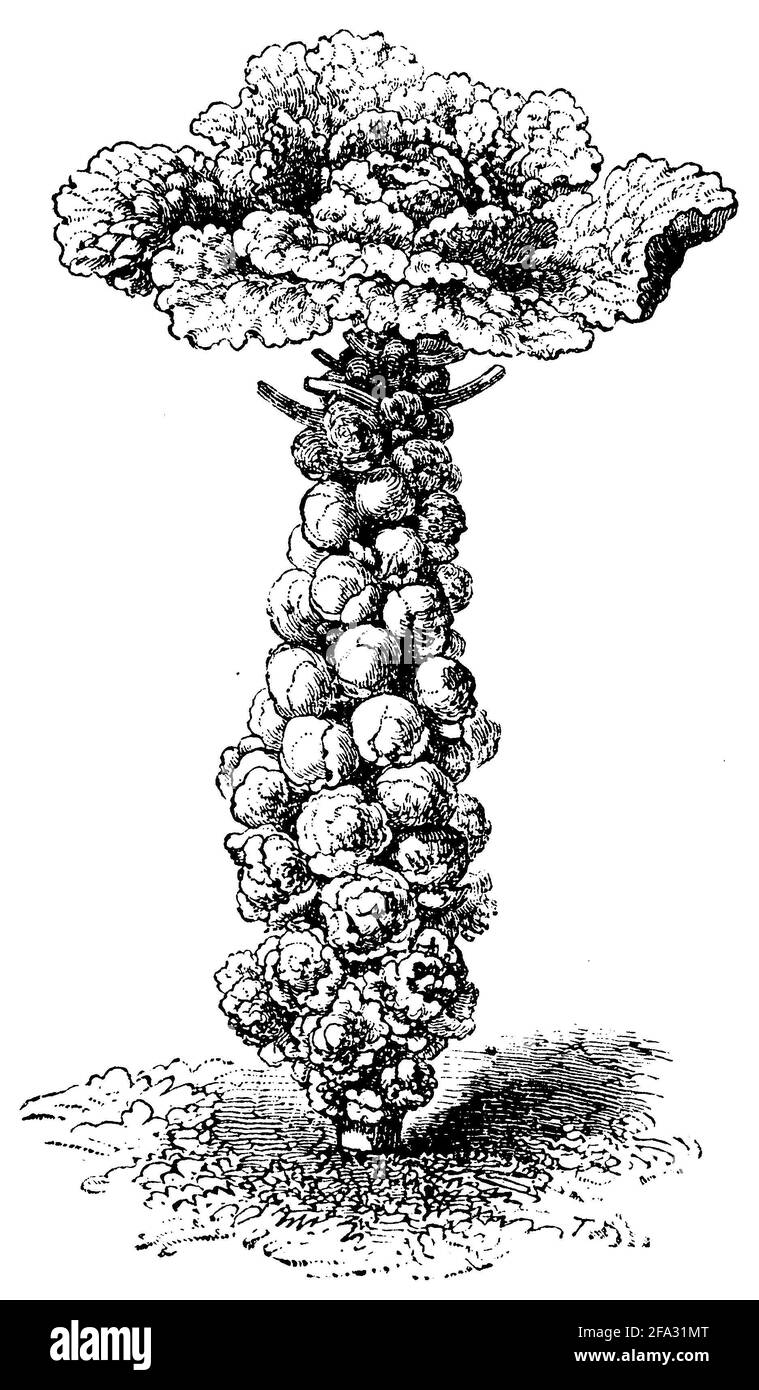 Germe de Bruxelles / Brassica oleracea var. Gemmifera / Rosenkohl (livre de jardin, 1877) Banque D'Images