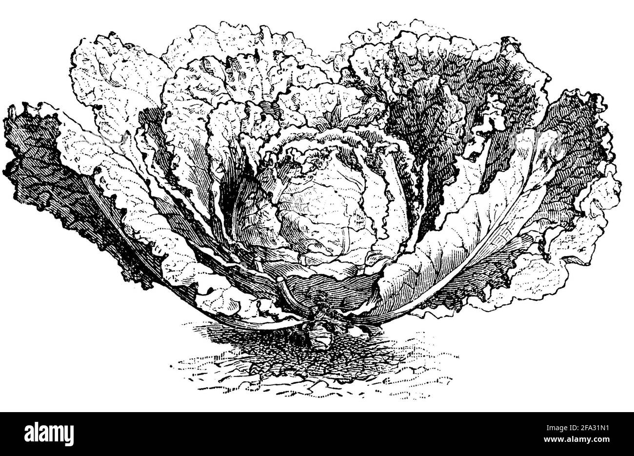 Chou de Savoie / Brassica oleracea convar. Capitata var. sabauda / Wirsing (livre de jardin, 1877) Banque D'Images