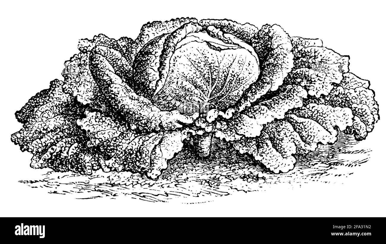 Chou de Savoie / Brassica oleracea convar. Capitata var. sabauda / Wirsing (livre de jardin, 1877) Banque D'Images