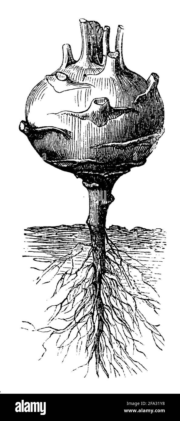 Kohlrabi / Brassica oleracea var. Gongylodes / Kohlrabi (, ) Banque D'Images