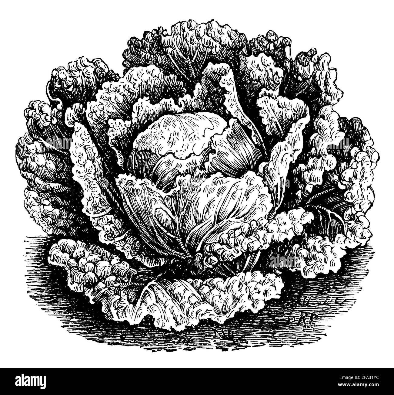 Chou de Savoie / Brassica oleracea convar. Capitata var. sabauda / Wirsing (livre de ménage, 1912) Banque D'Images