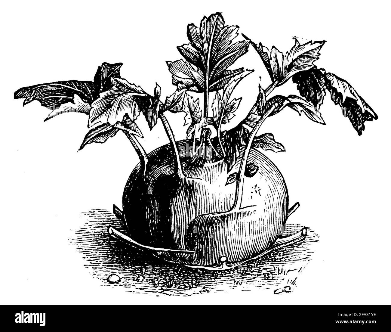 Kohlrabi / Brassica oleracea var. Gongylodes / Kohlrabi (livre de ménage, 1912) Banque D'Images