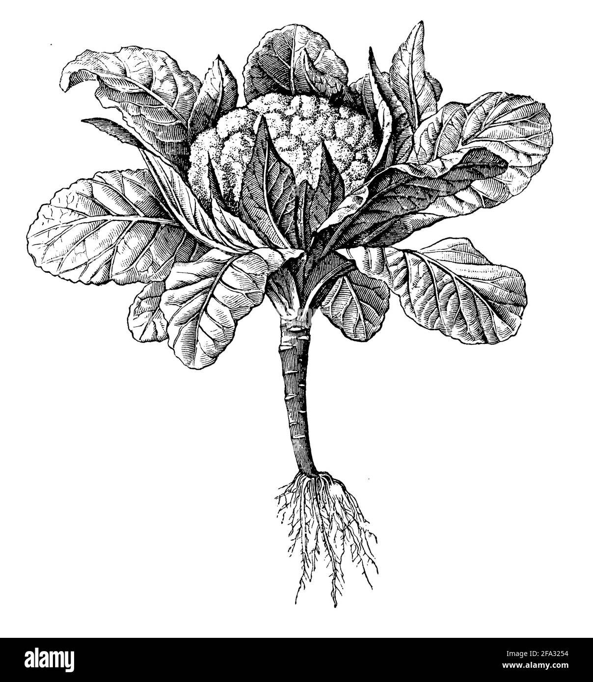 Chou de Savoie / Brassica oleracea convar. Capitata var. sabauda / Wirsing (livre botanique, 1910) Banque D'Images