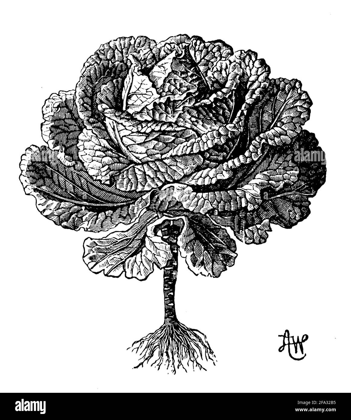 Chou de Savoie / Brassica oleracea convar. Capitata var. sabauda / Wirsing (livre botanique, 1910) Banque D'Images