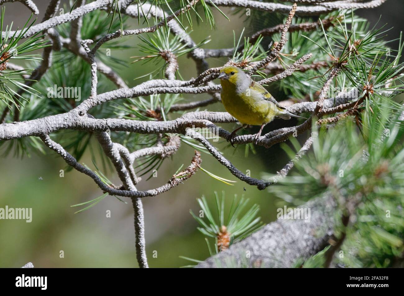 Citril Finch (Serinus citrinella) perché sur une branche Banque D'Images