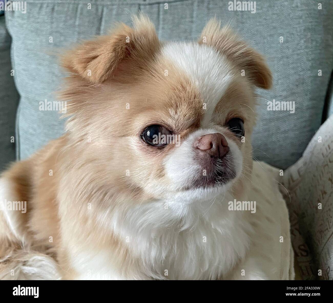 Chien japonais Chin/Chihuahua avec une expression sérieuse Photo Stock -  Alamy