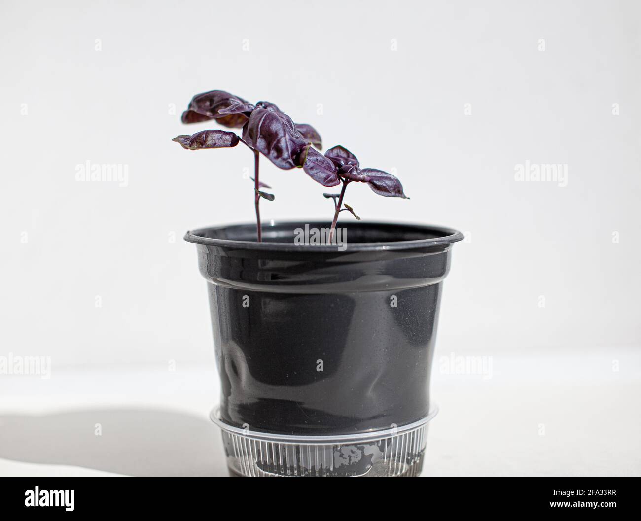 Jeune basilic italien violet dans un pot noir sur fond blanc. L'ombre de la  lumière. Nourriture saine, vinaigrette. Plantules de basilic dans le sol  Photo Stock - Alamy